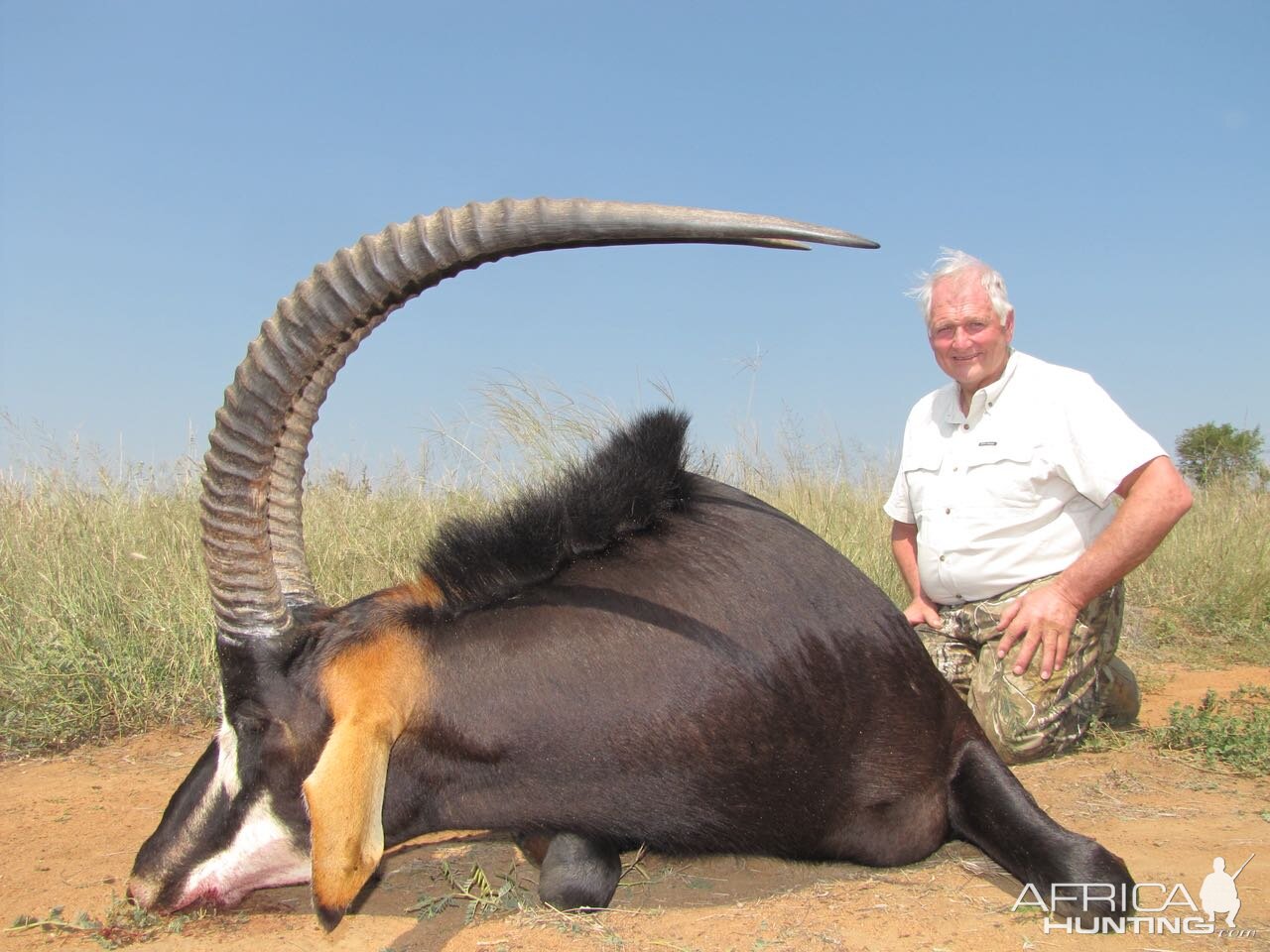 Hunt Sable Antelope in South Africa