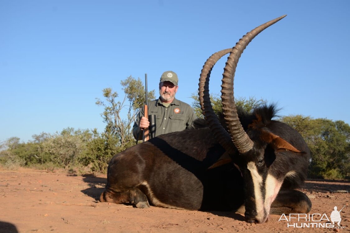 Hunt Sable Antelope in South Africa