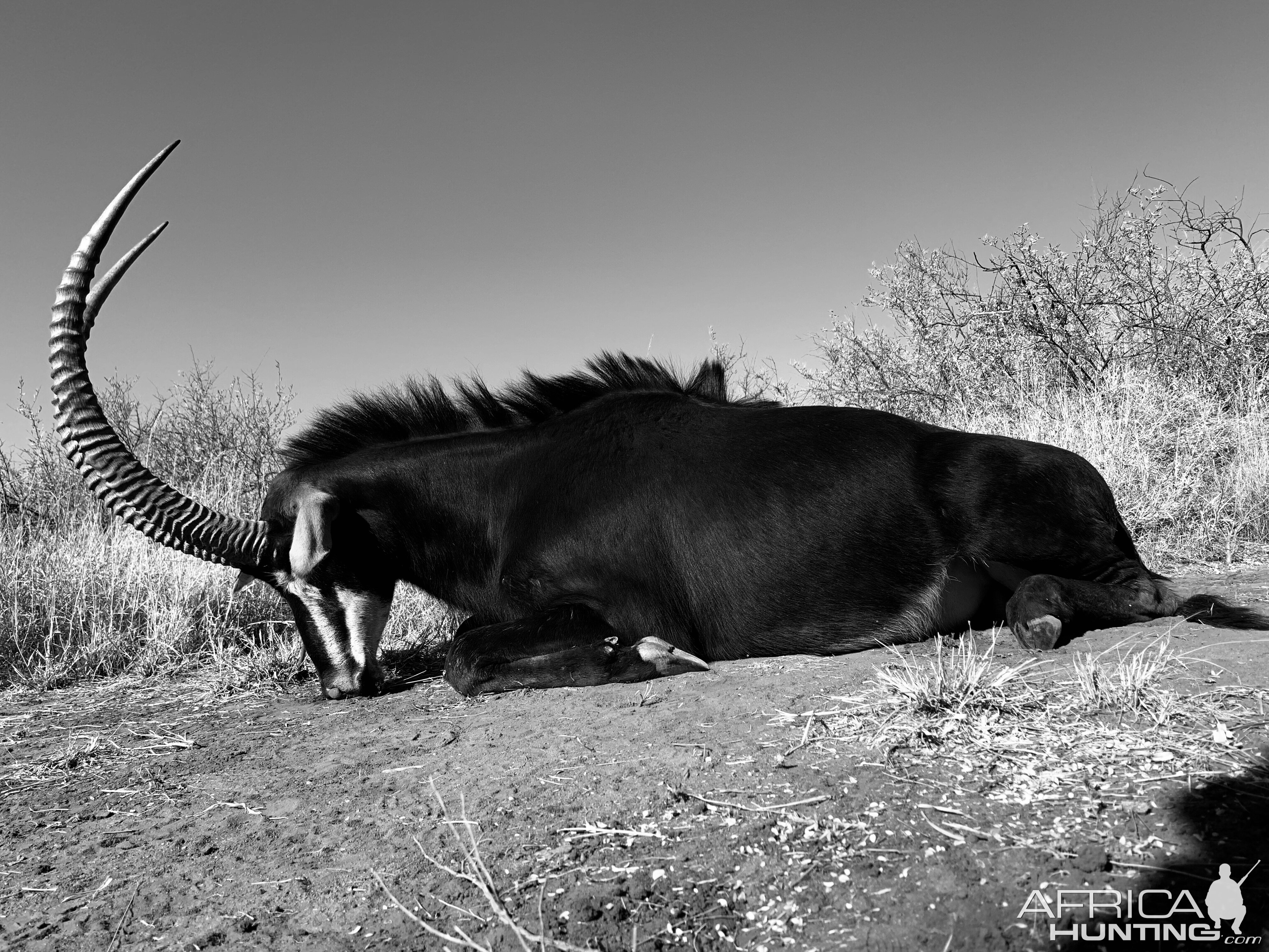 Hunt Sable Antelope in South Africa