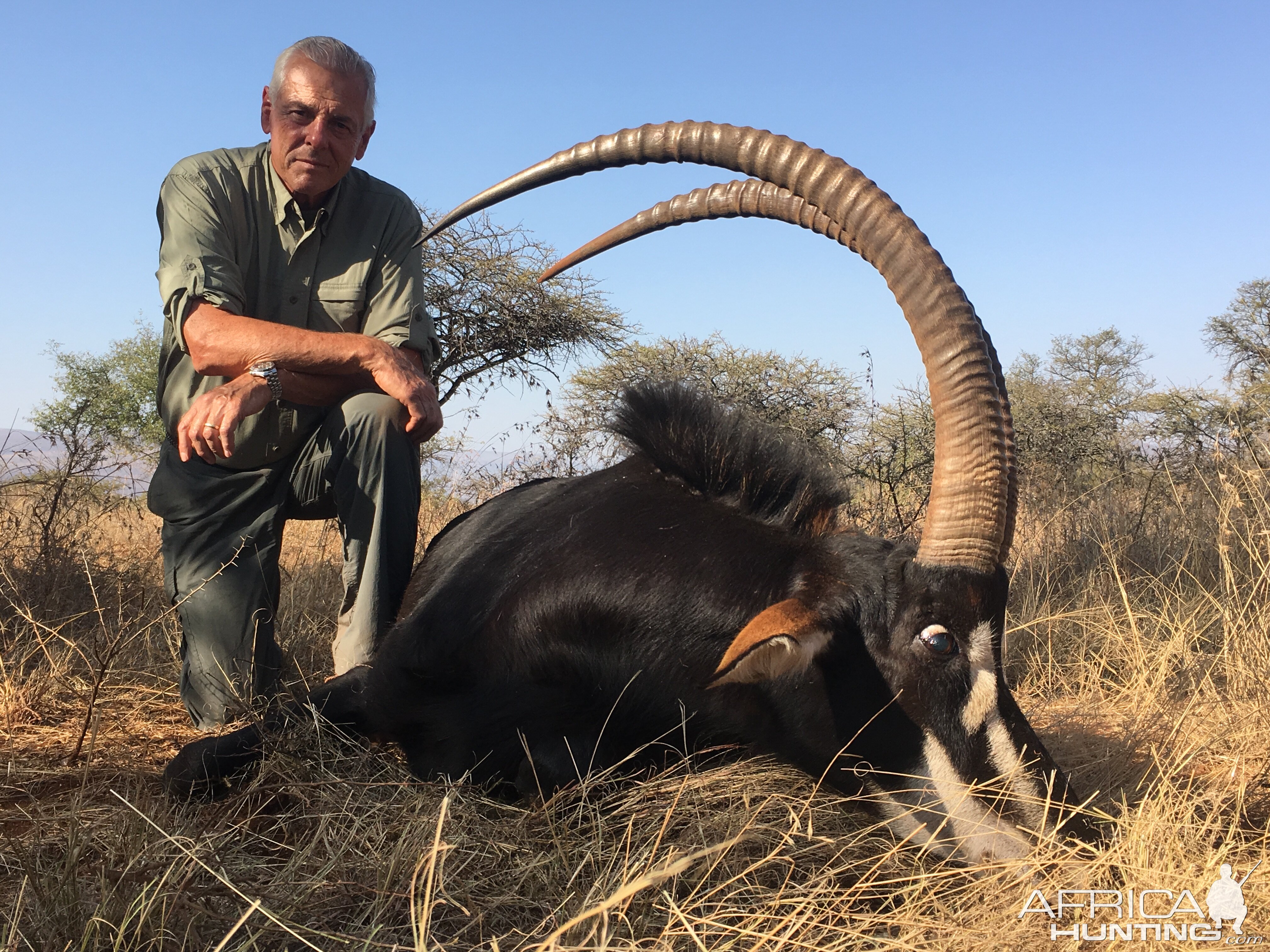 Hunt Sable Antelope in South Africa