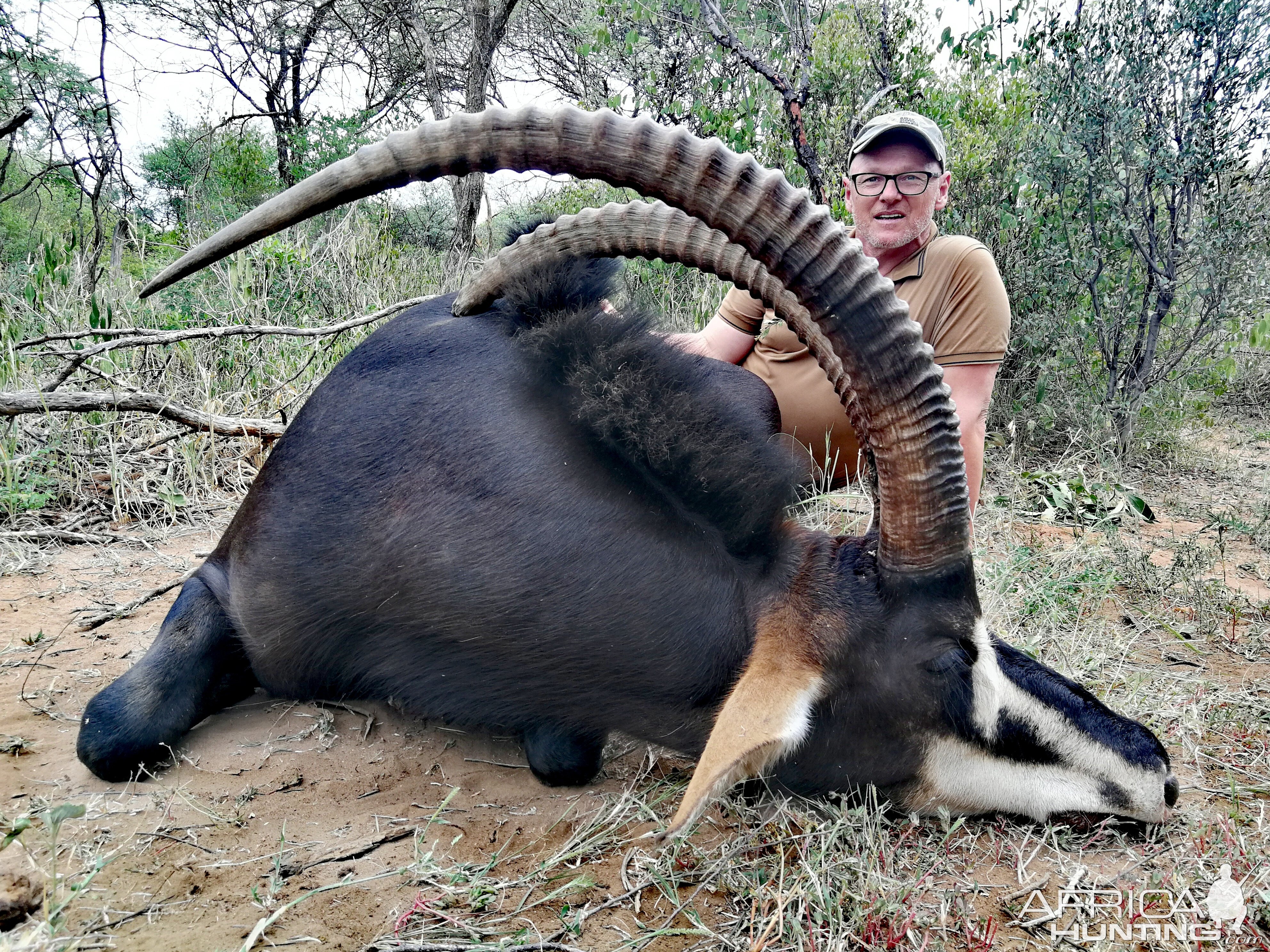 Hunt Sable Antelope in South Africa