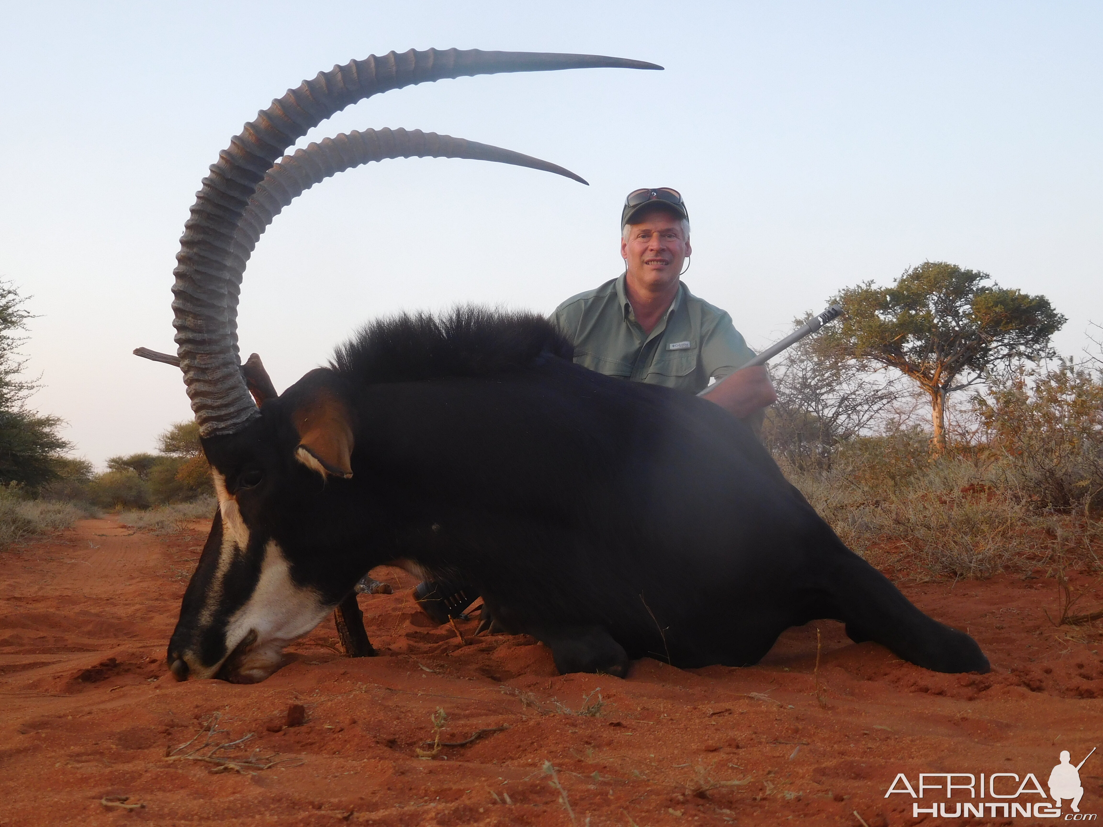 Hunt Sable Antelope in South Africa