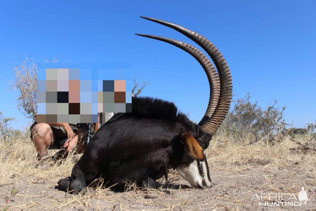 Hunt Sable Antelope Namibia