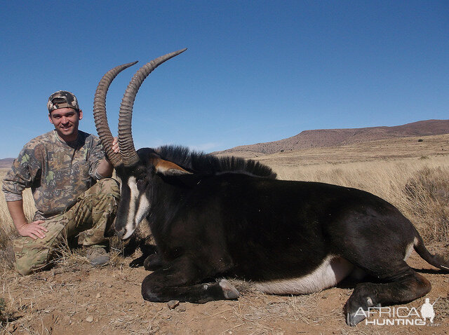 Hunt Sable Antelope South Africa