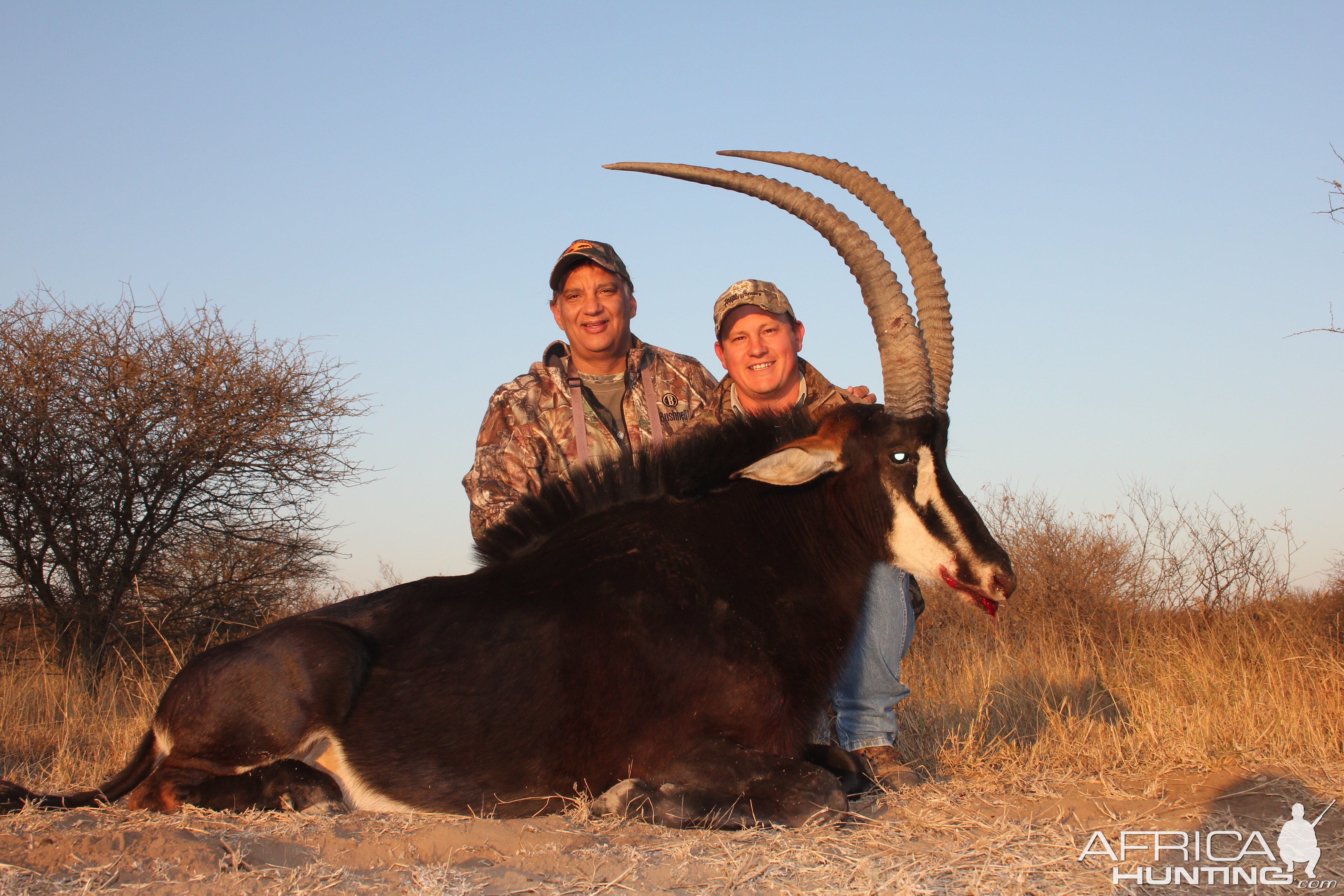 Hunt Sable Antelope South Africa