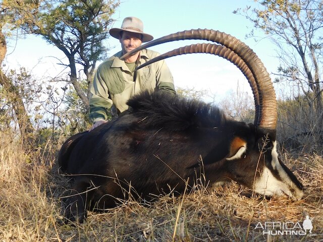 Hunt Sable Antelope