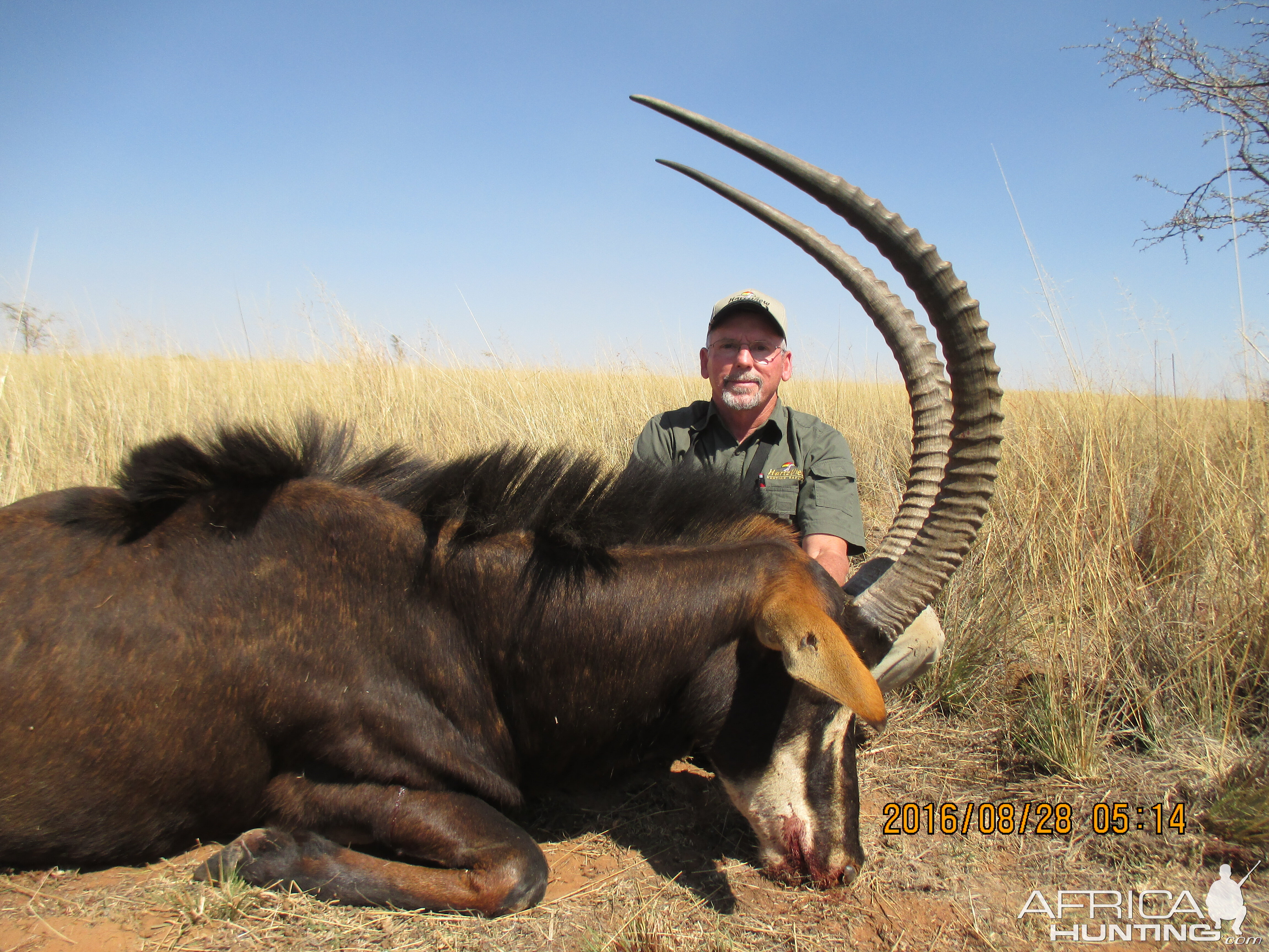 Hunt Sable Antelope