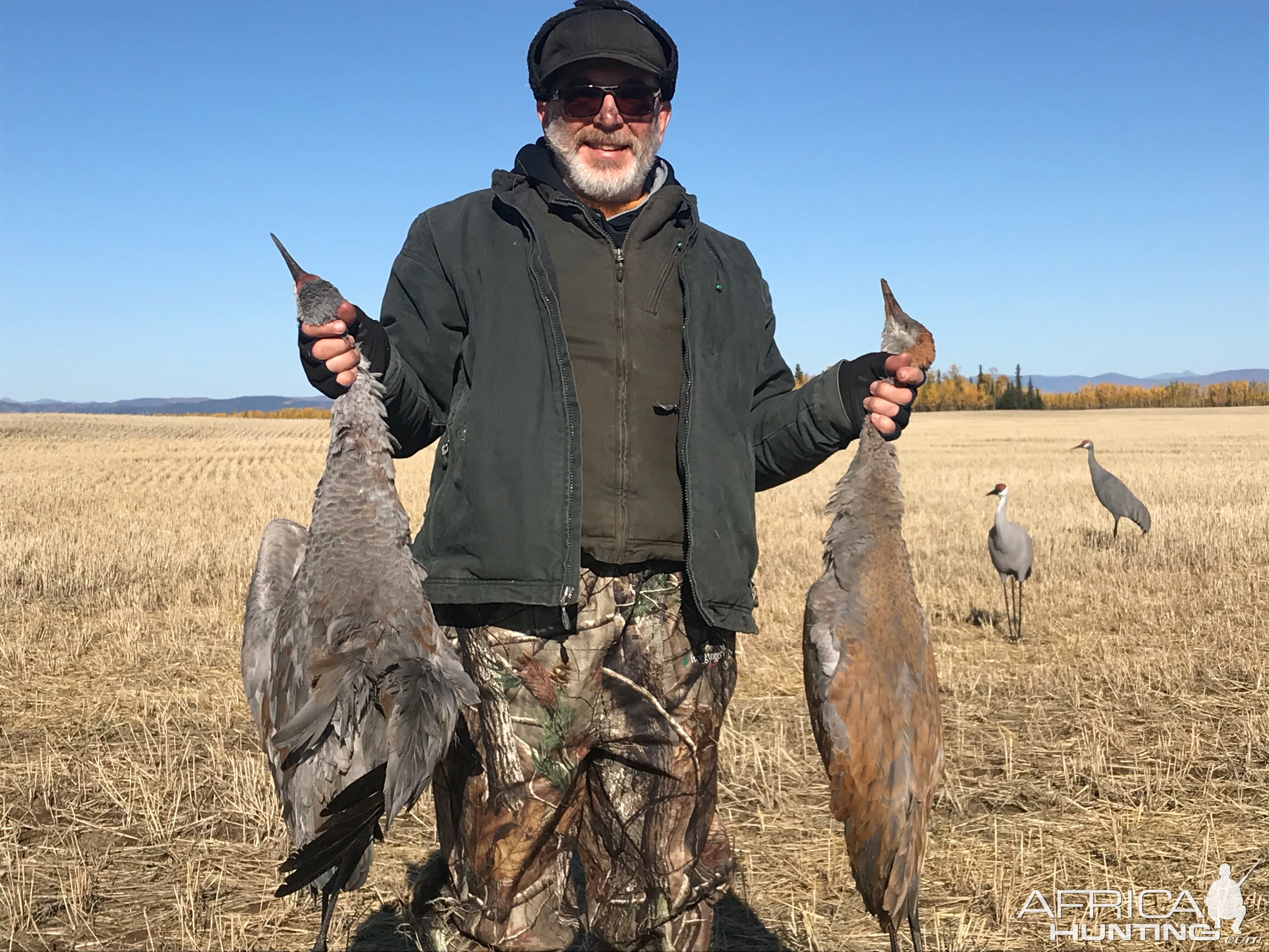 Hunt  Sandhill Crane in Alaska