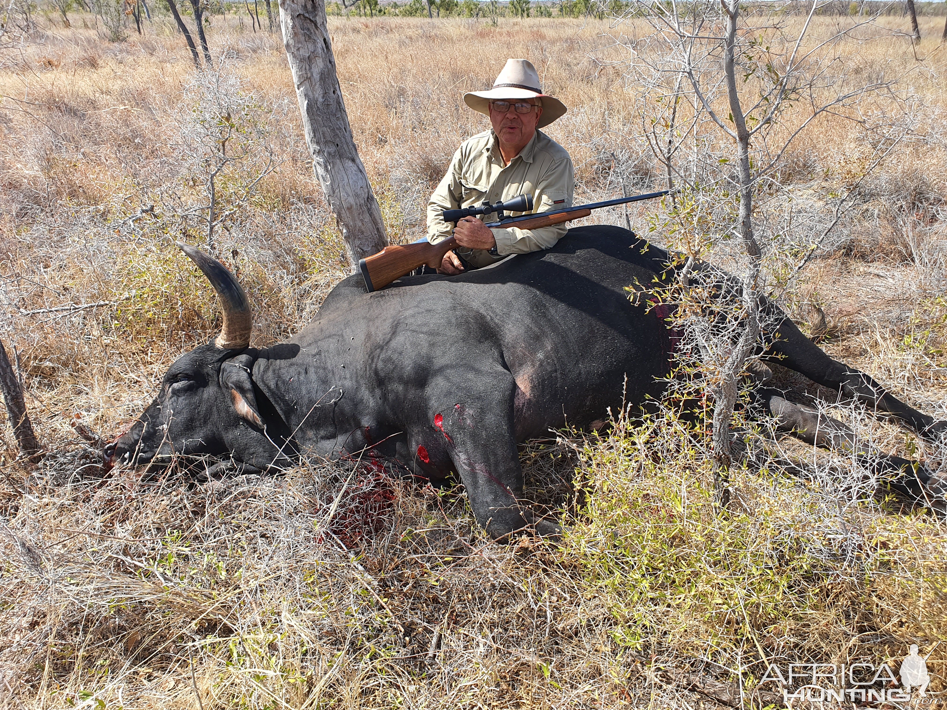 Hunt Scrub Bull in Australia