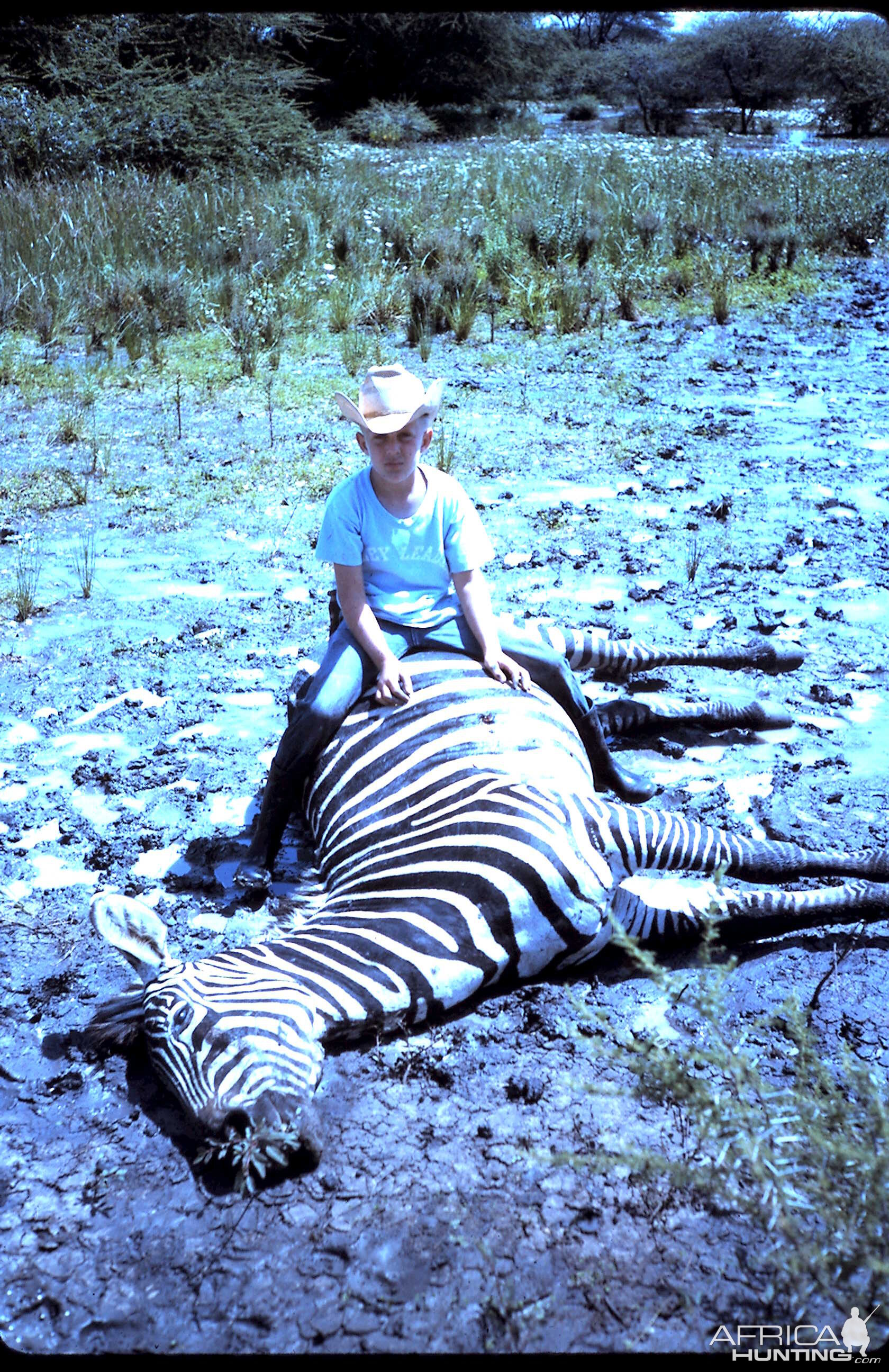 Hunt Selous Plain Zebra in Tanzania during 60's