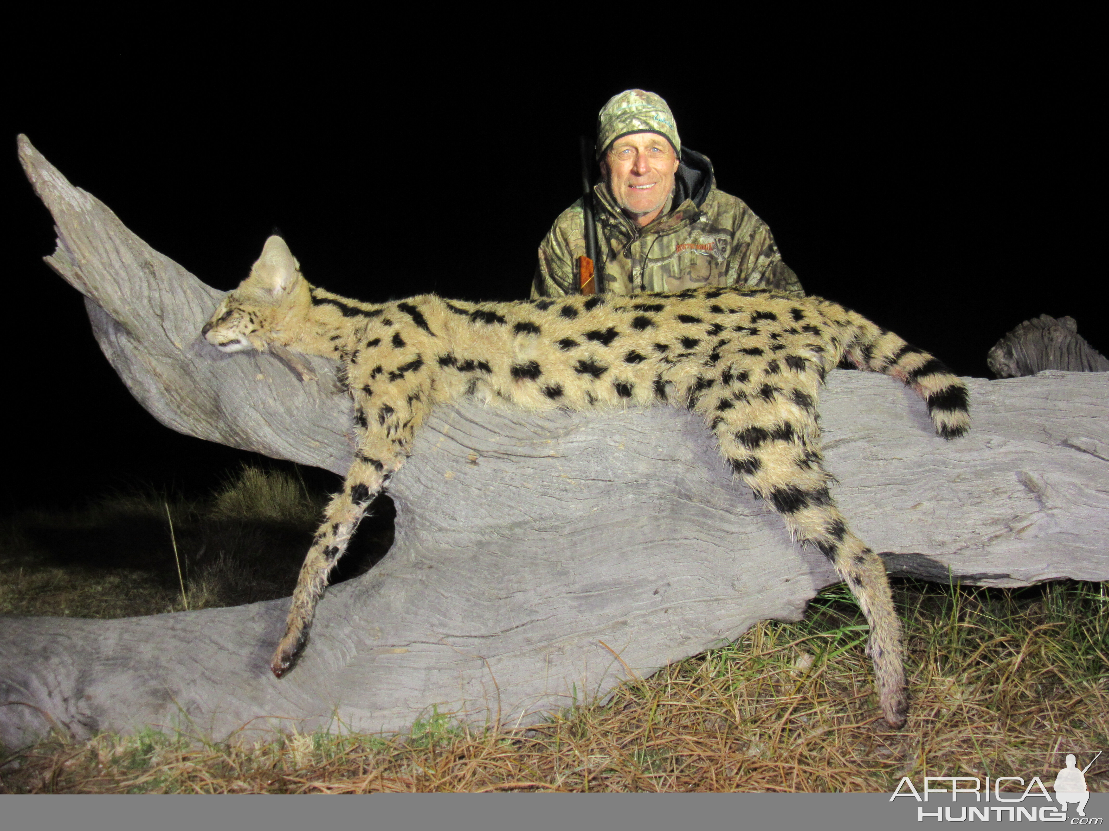 Hunt Serval Cat in South Africa