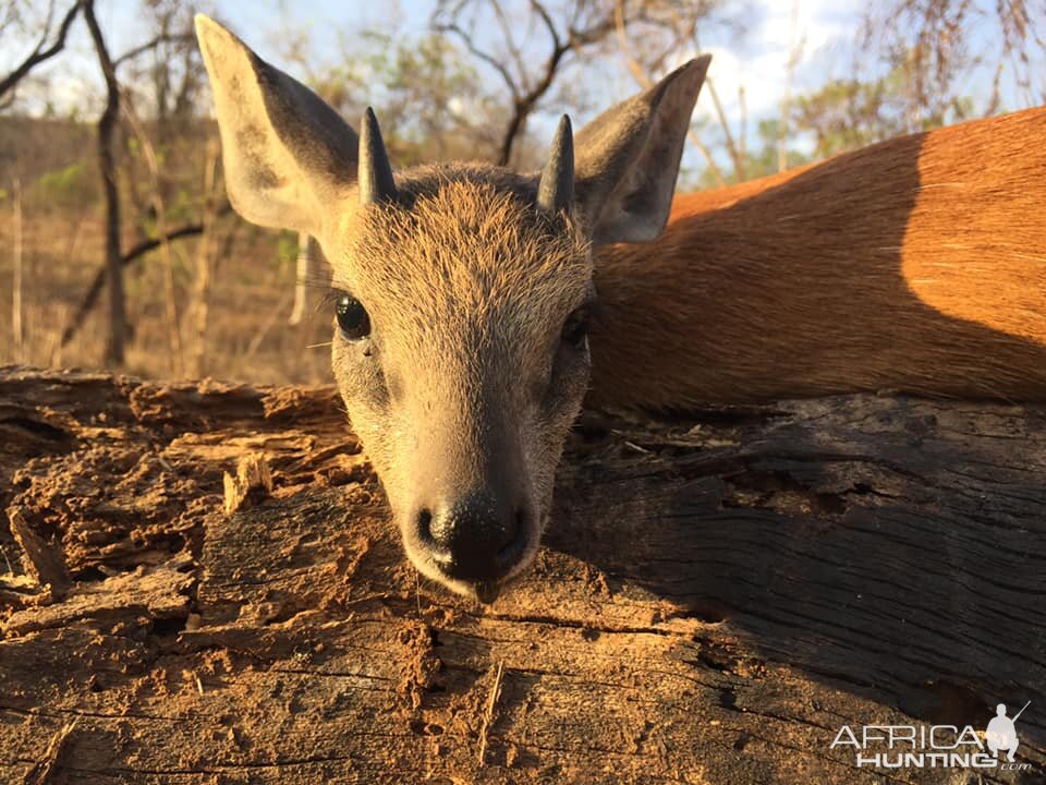 Hunt Sharpe's Grysbok in Zambia