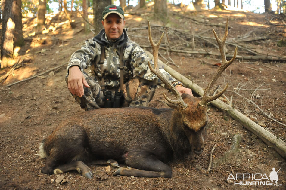 Hunt Sika Deer France