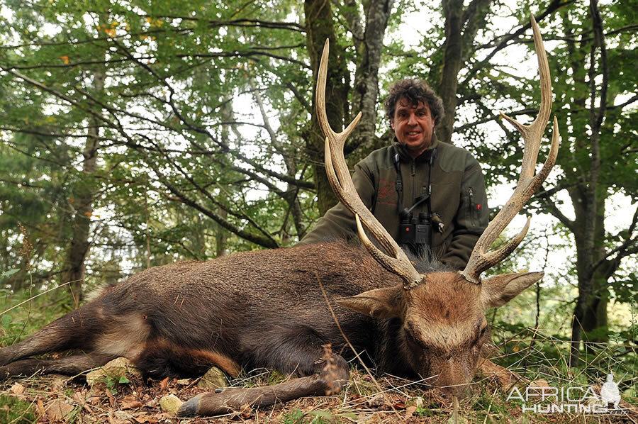 Hunt Sika Deer France