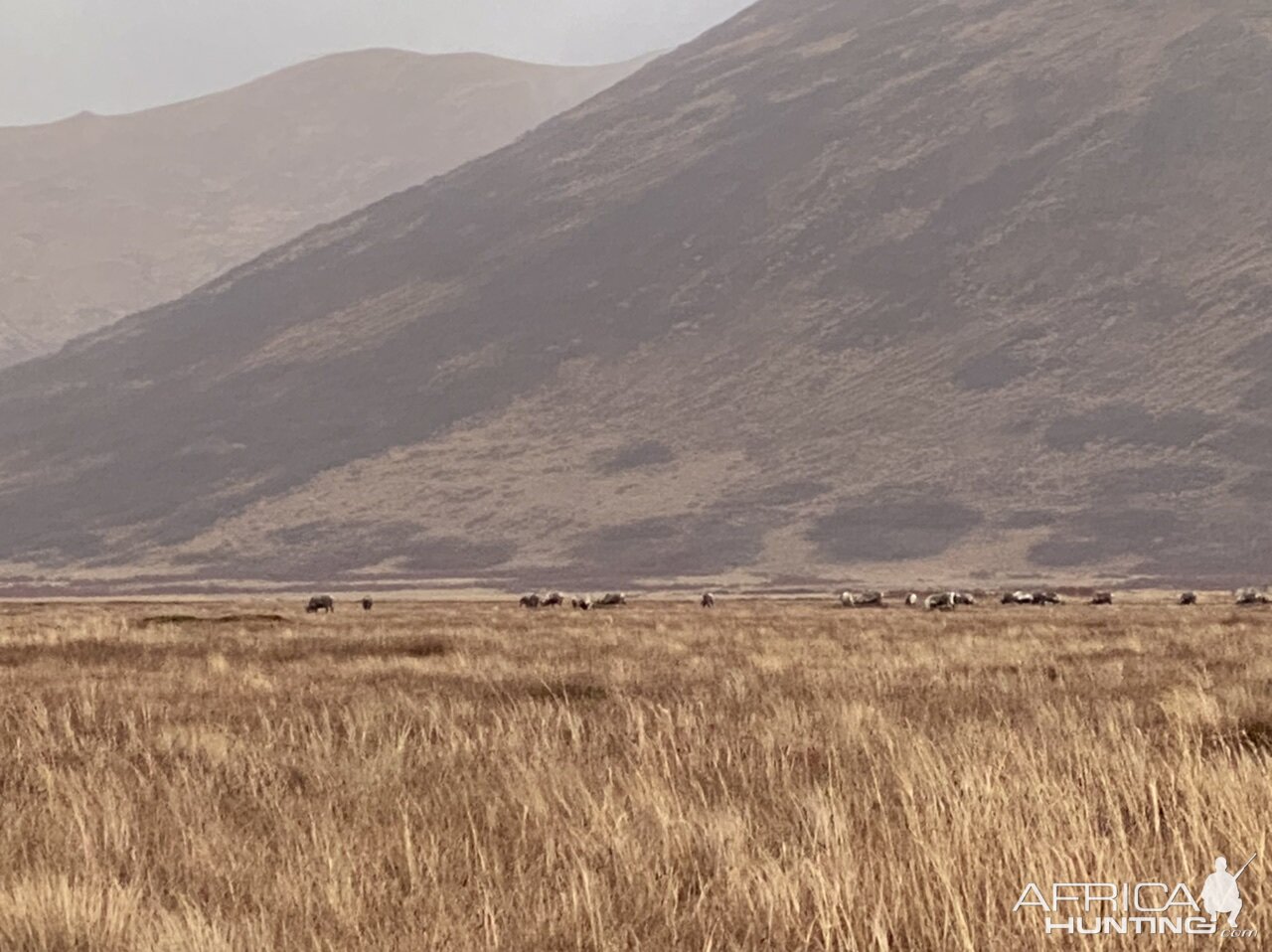 Hunt Sitka Blacktail Deer With Mileur’s Guide Service Alaska USA