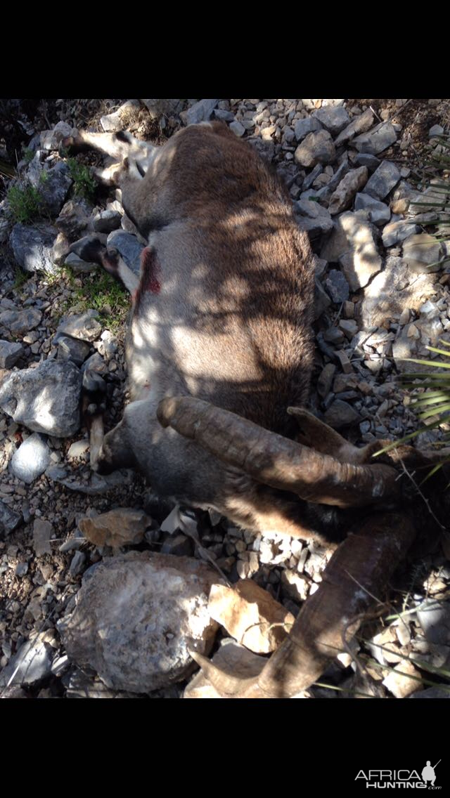 Hunt Spanish Ibex in Spain