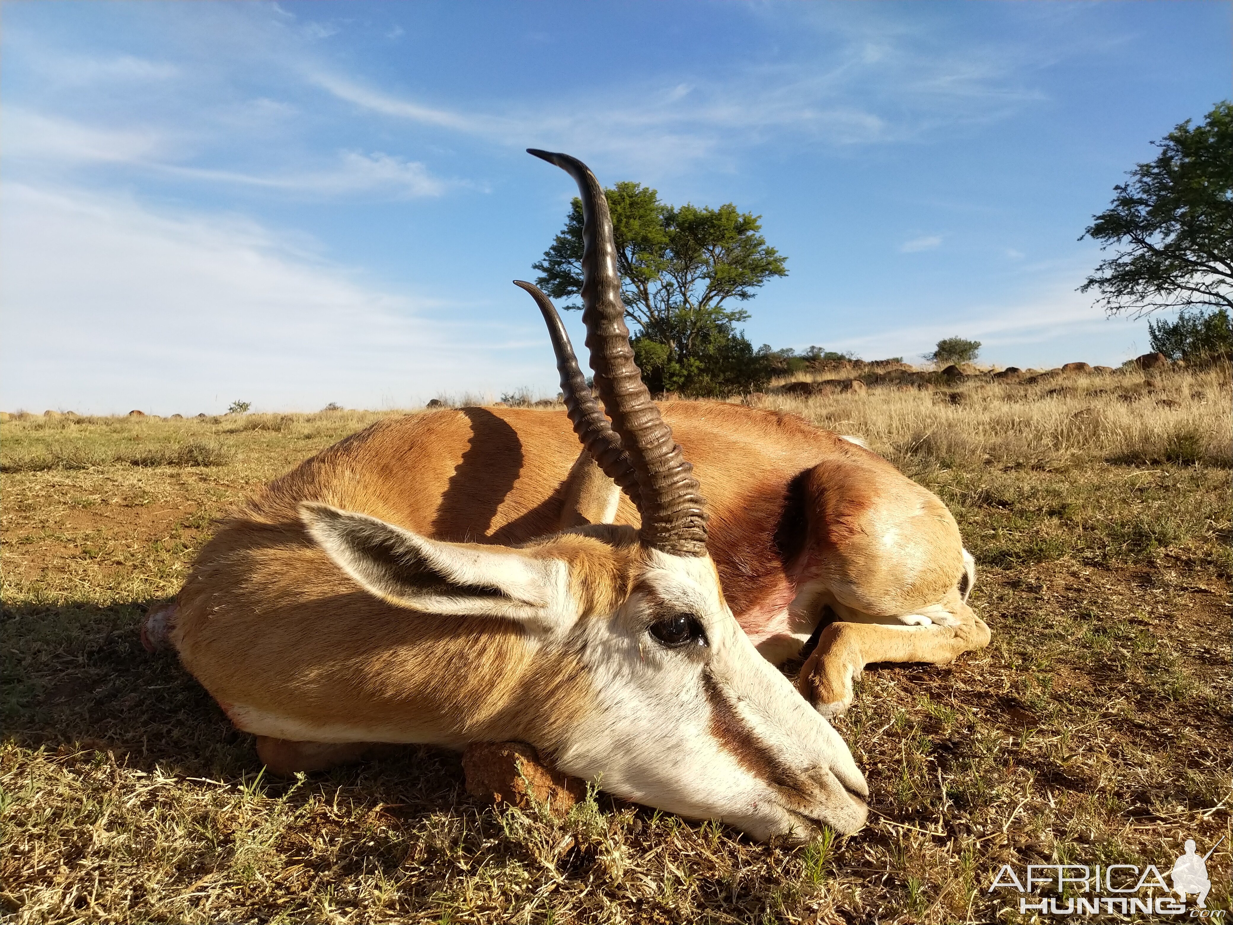 Hunt Springbok in South Africa