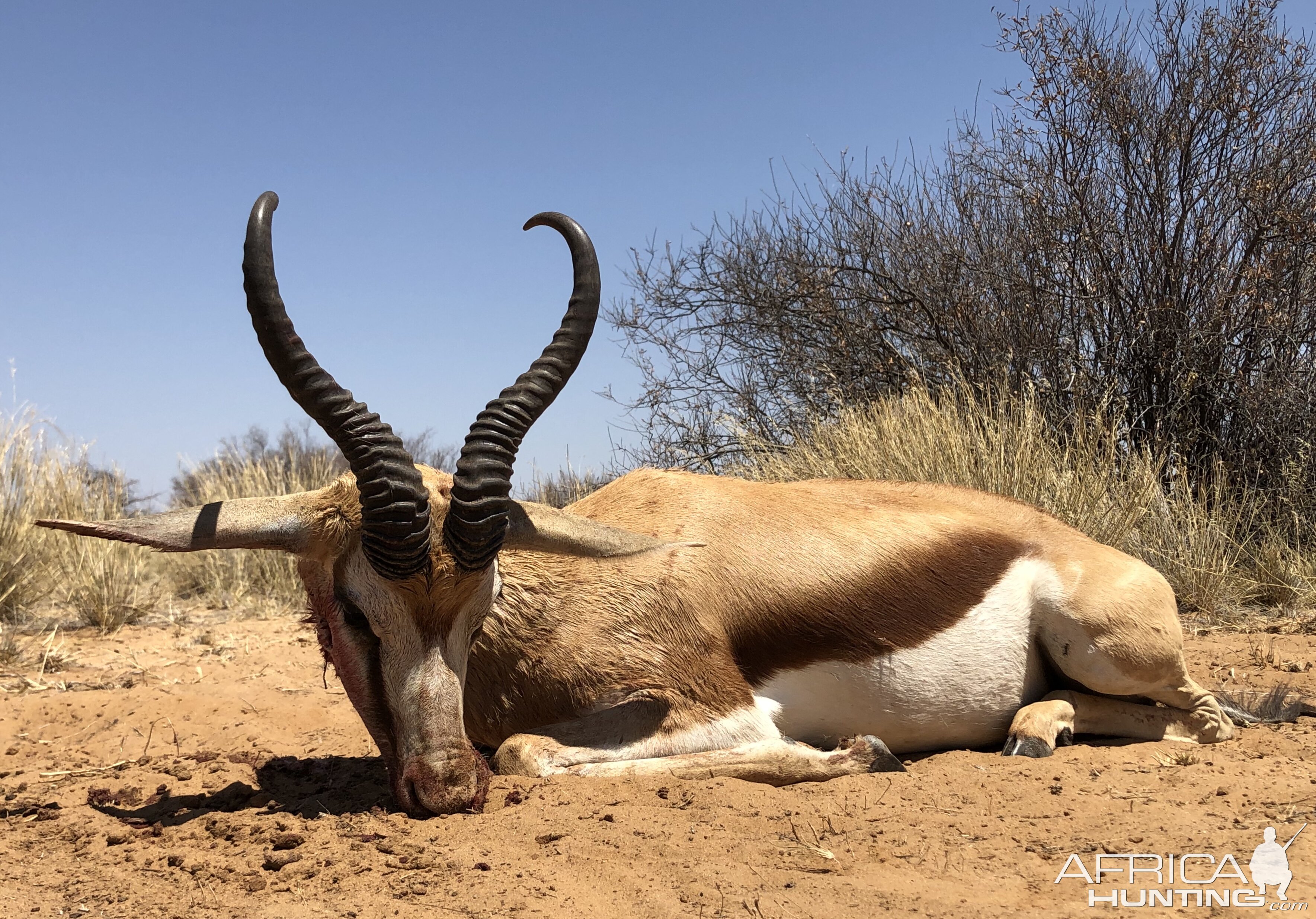 Hunt Springbok in South Africa