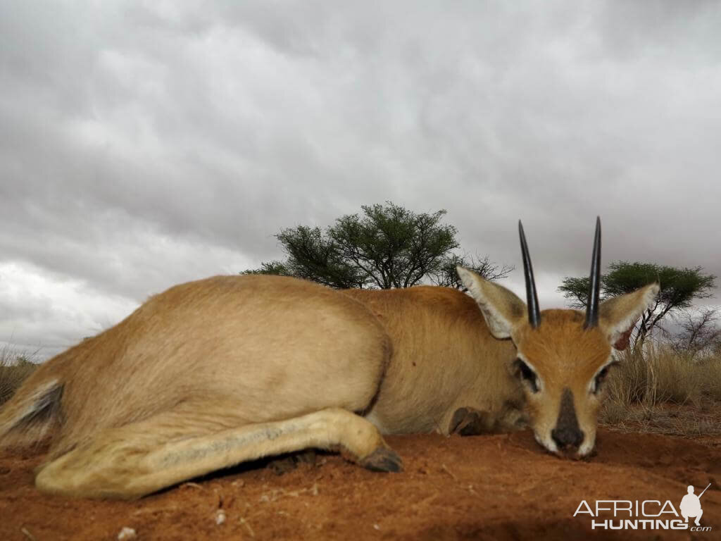 Hunt Steenbok in Namibia