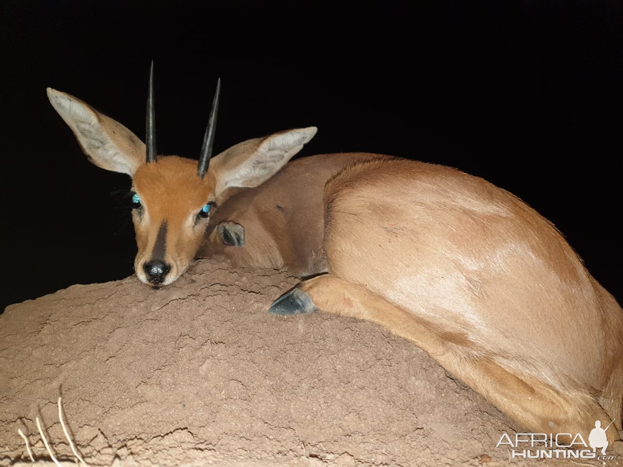 Hunt Steenbok in South Africa