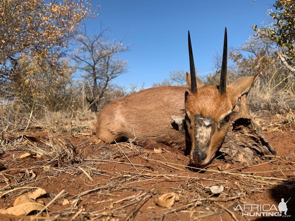 Hunt Steenbok in South Africa