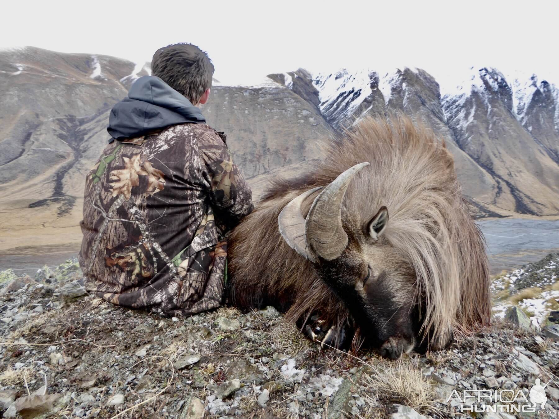 Hunt Tahr in New Zealand