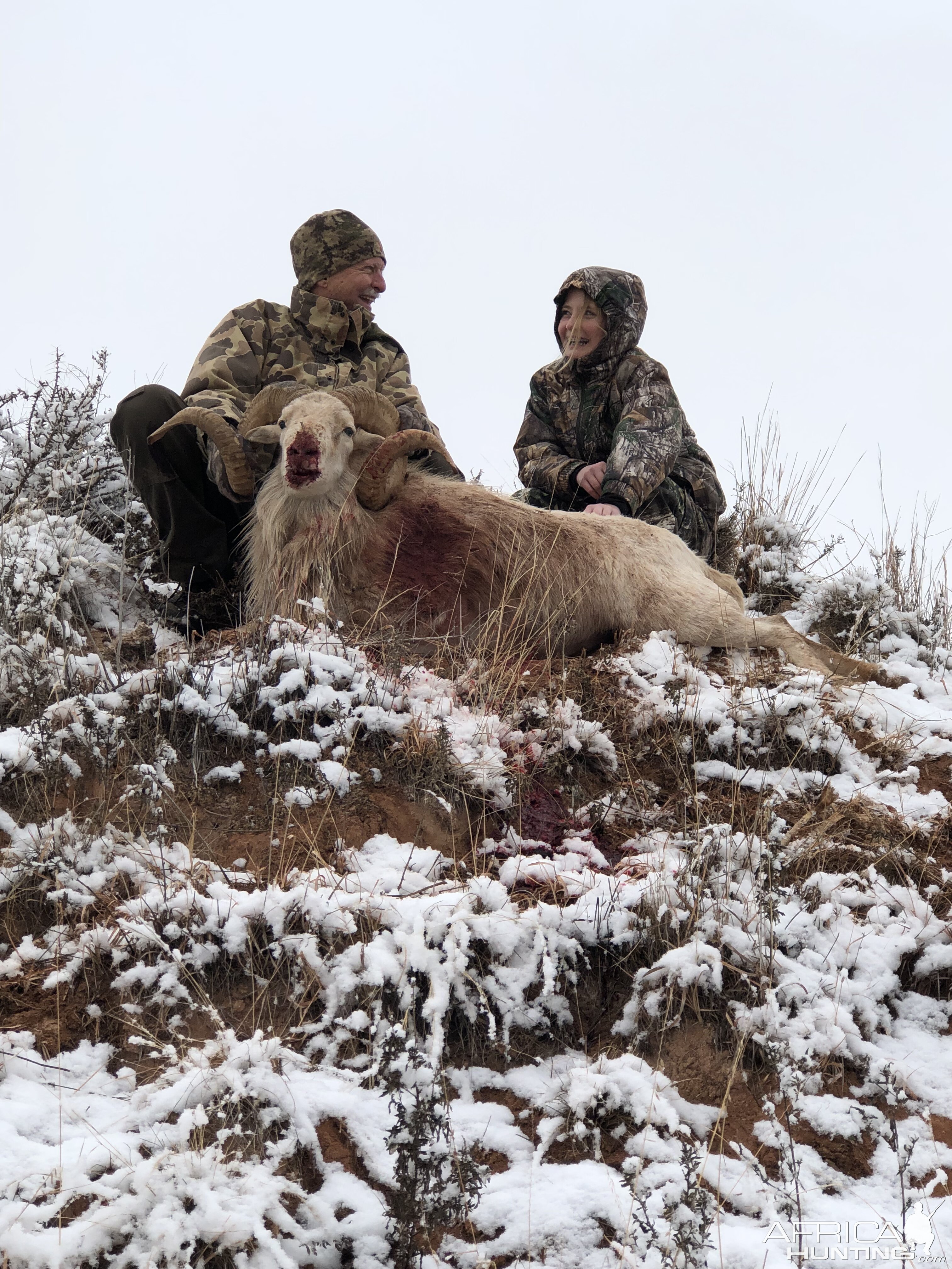 Hunt Texas Dall Sheep in Texas USA