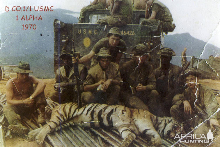 Hunt Tiger in Vietnam