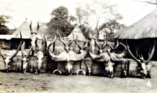 Hunt Trophies East Africa 1928