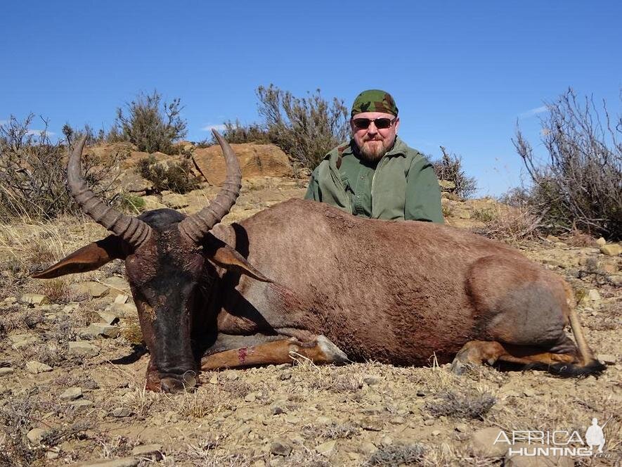 Hunt Tsessebe in South Africa