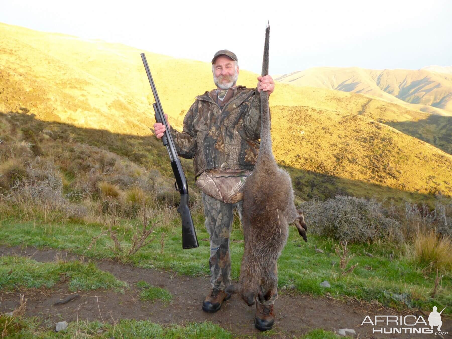 Hunt Wallaby in New Zealand