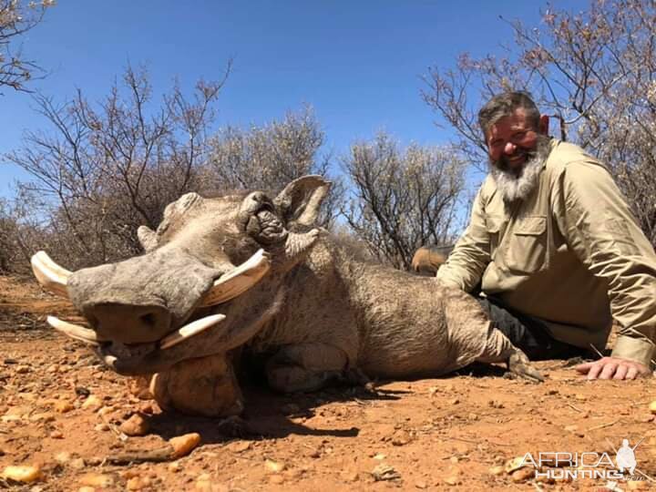 Hunt Warthog in Namibia