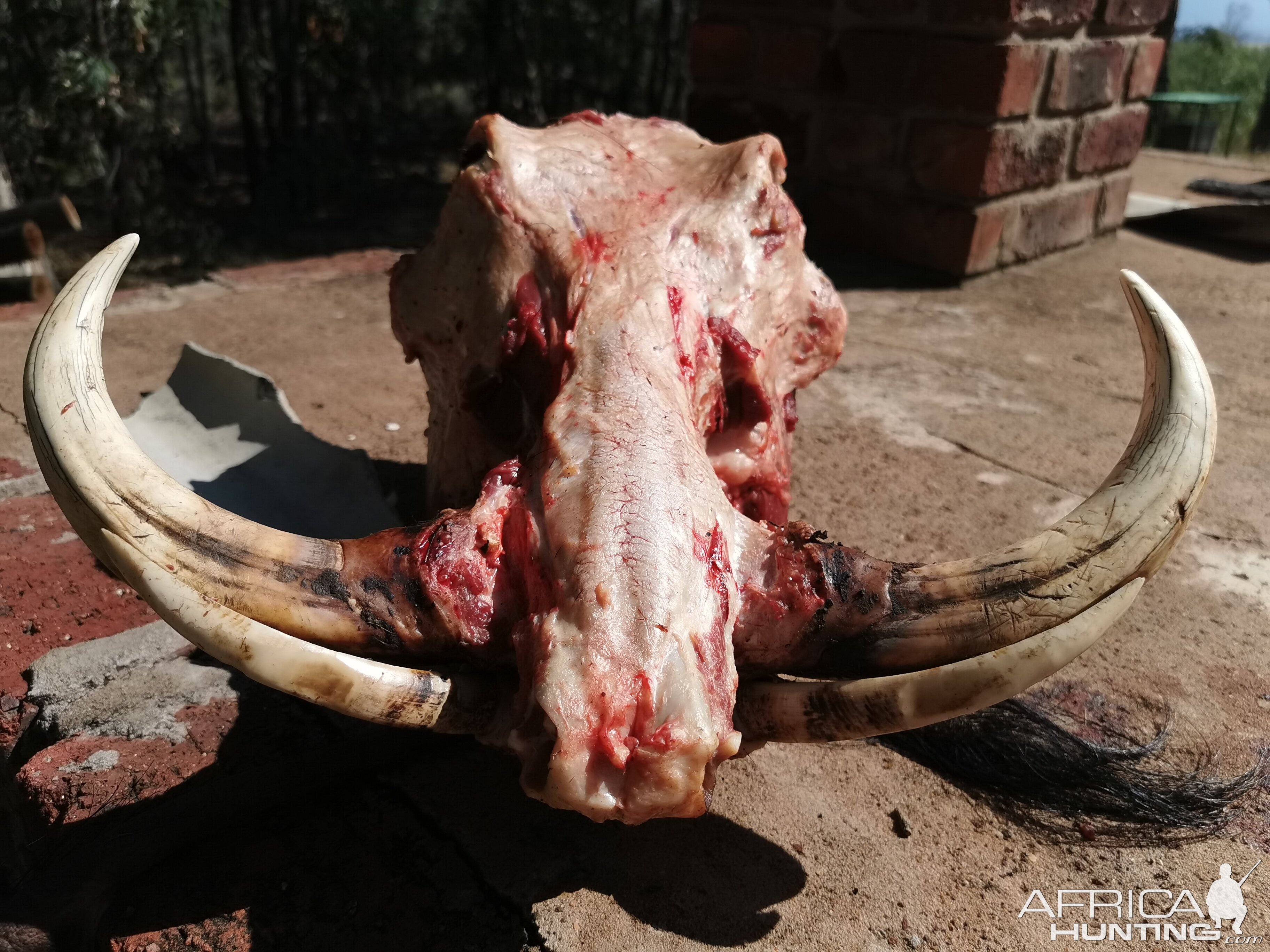 Hunt Warthog in South Africa