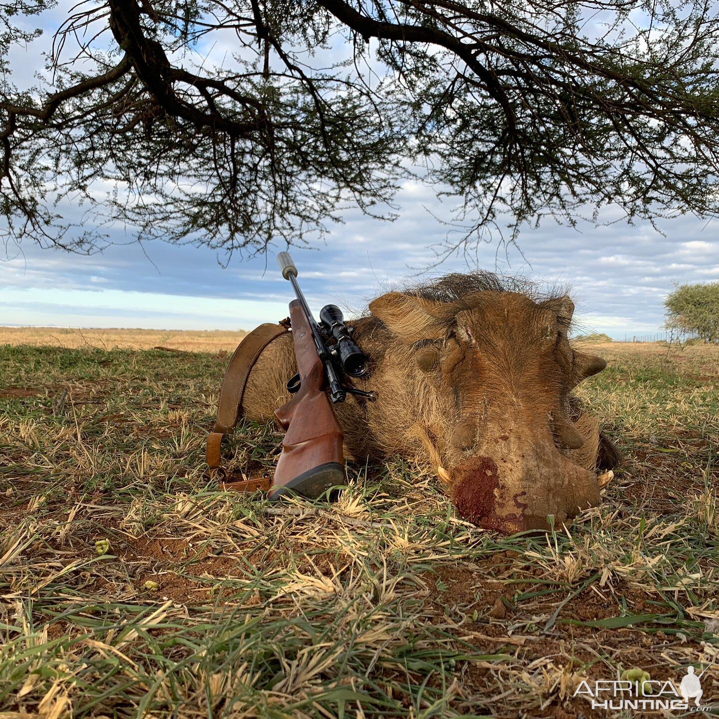 Hunt Warthog in South Africa