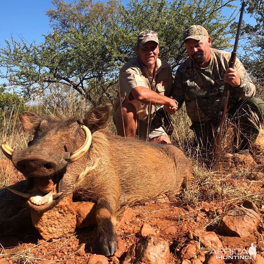 Hunt Warthog in South Africa