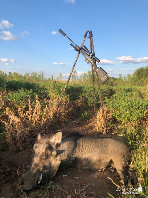 Hunt Warthog in South Africa