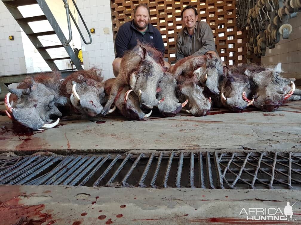 Hunt Warthog in South Africa