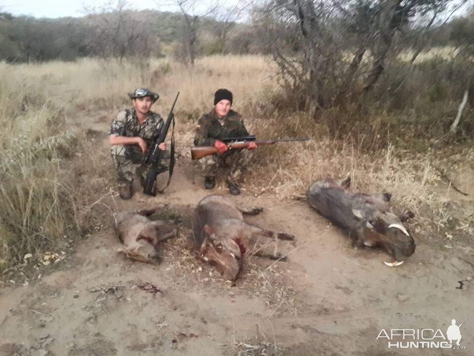 Hunt Warthog in South Africa