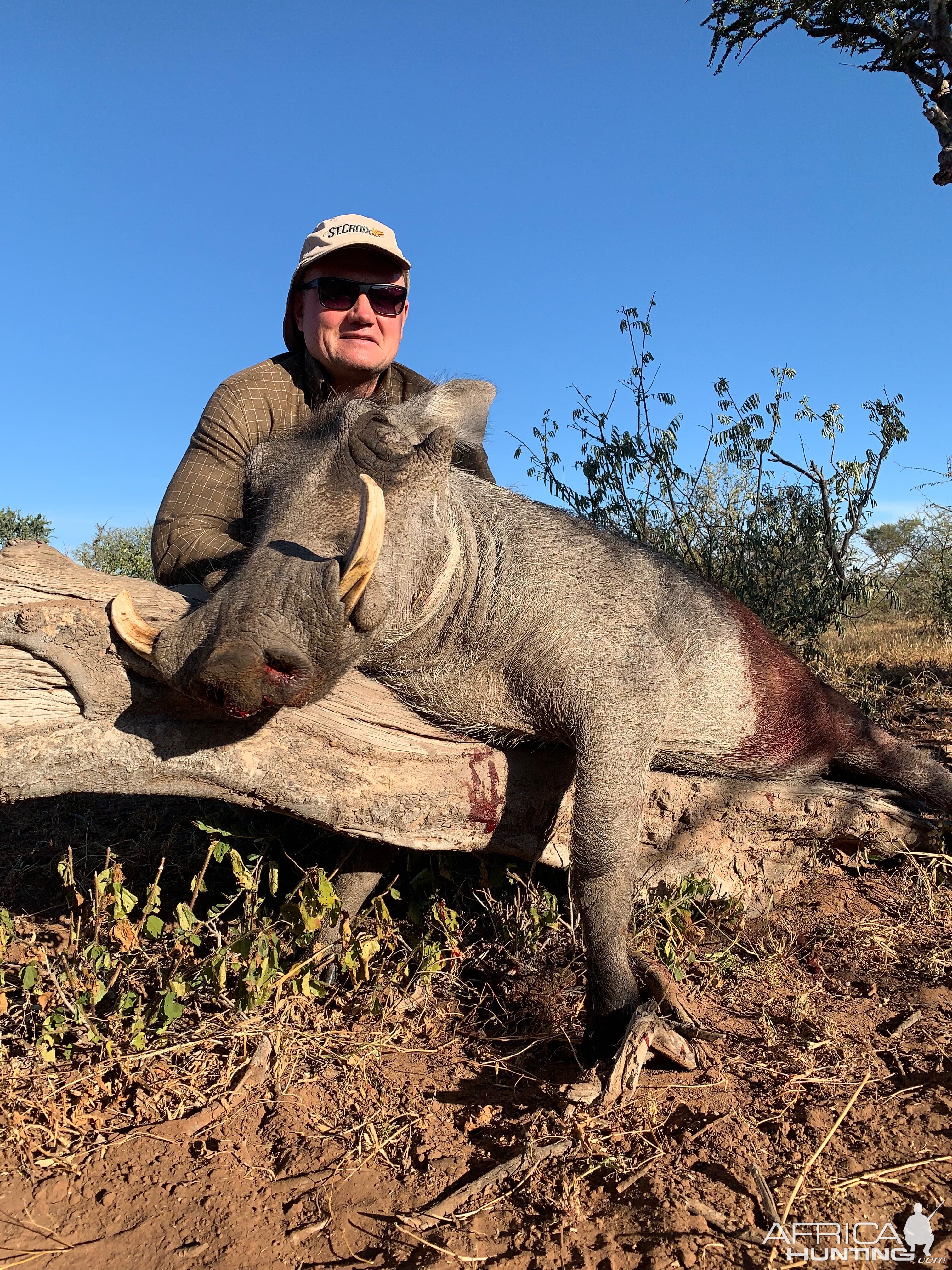 Hunt Warthog in South Africa