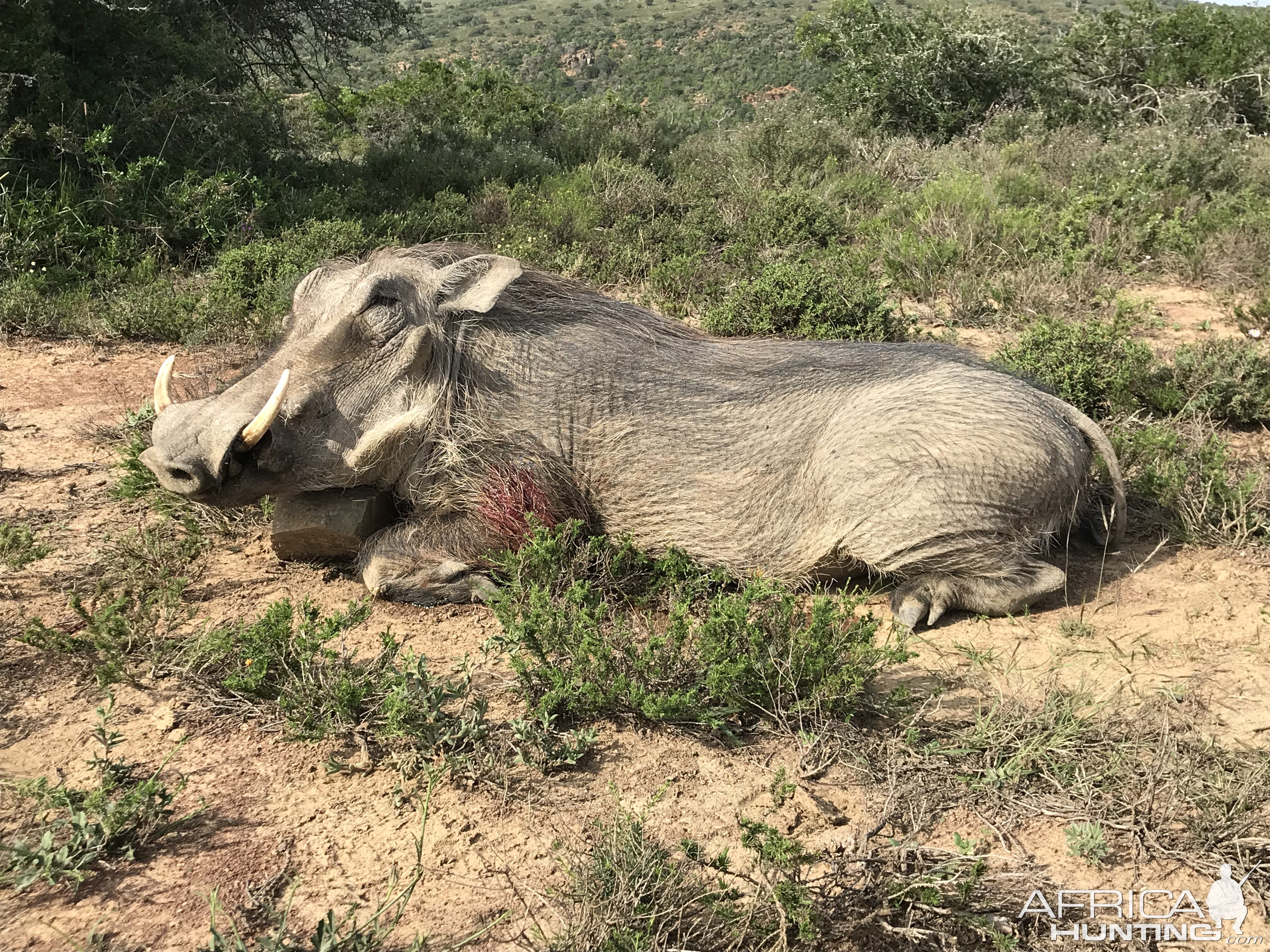 Hunt Warthog in South Africa