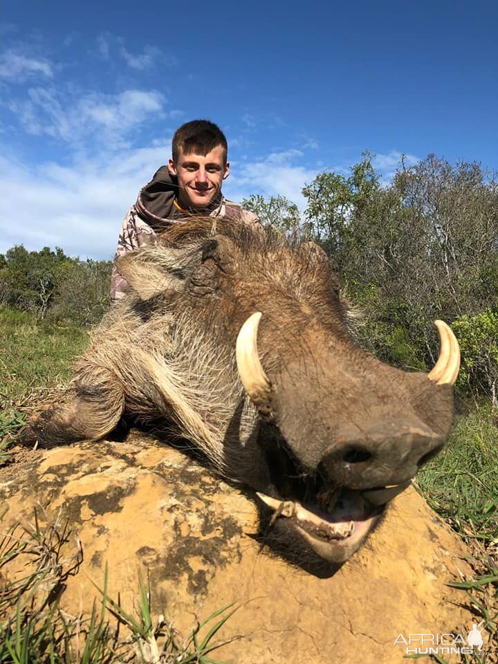 Hunt Warthog in South Africa