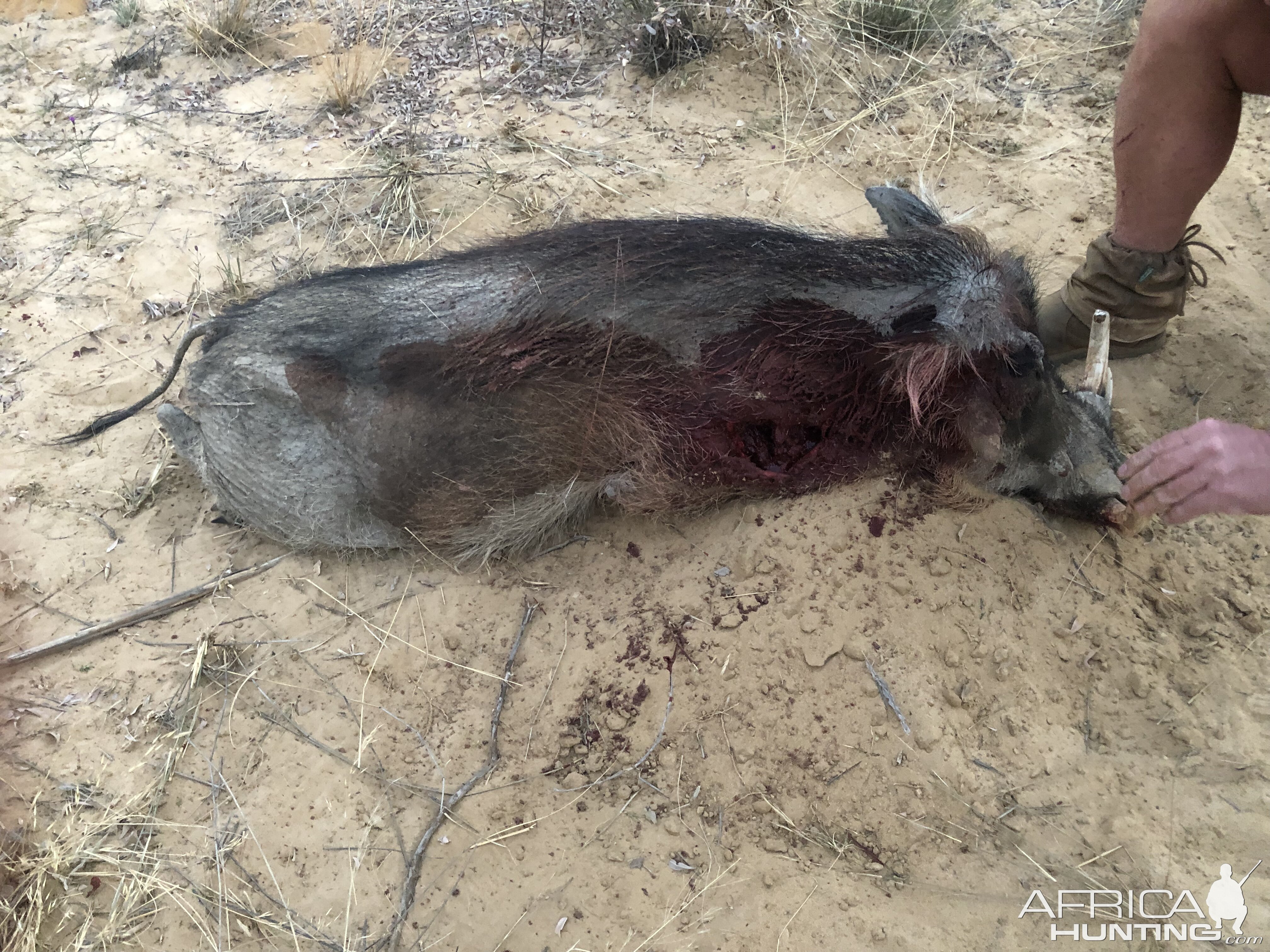 Hunt Warthog in South Africa