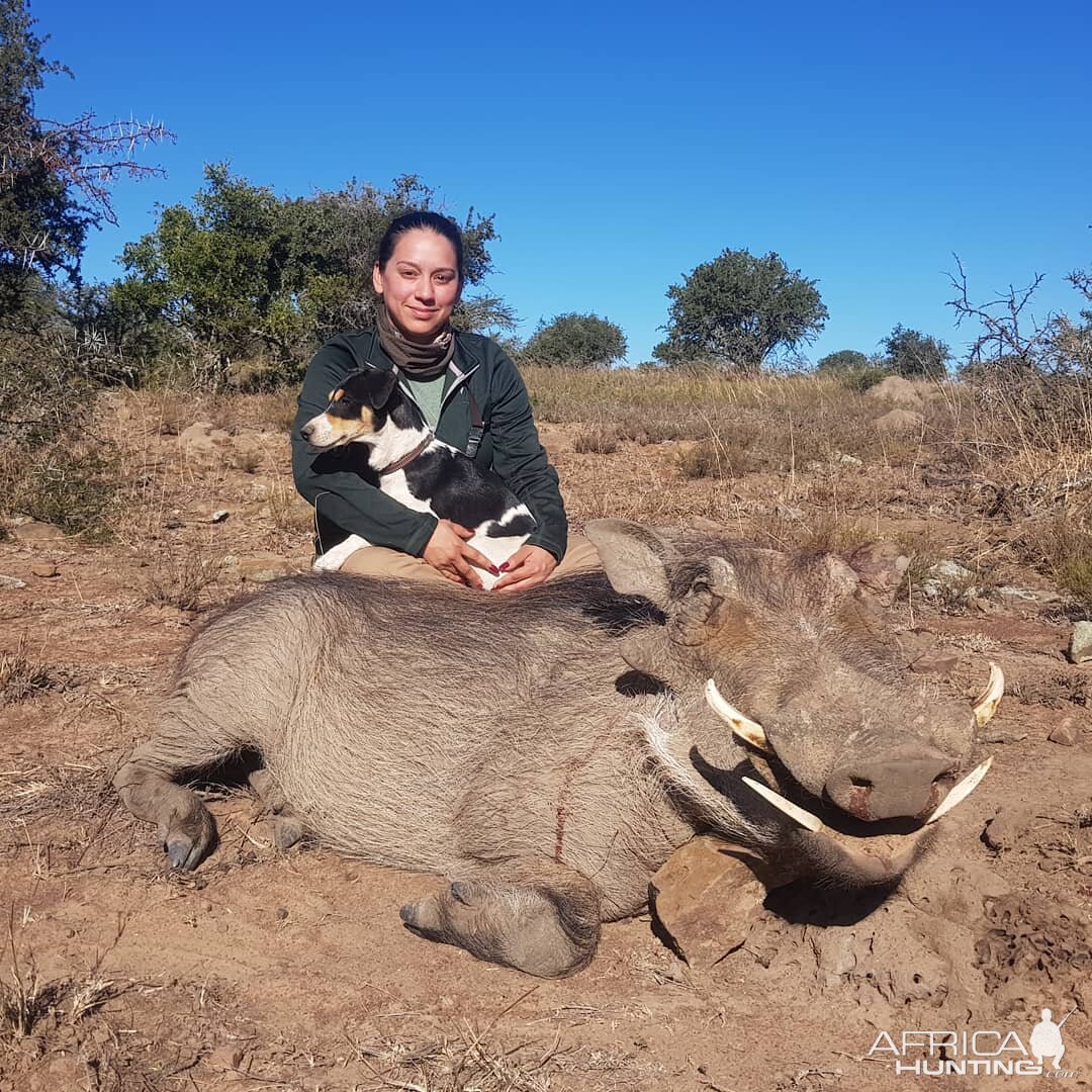 Hunt Warthog in South Africa