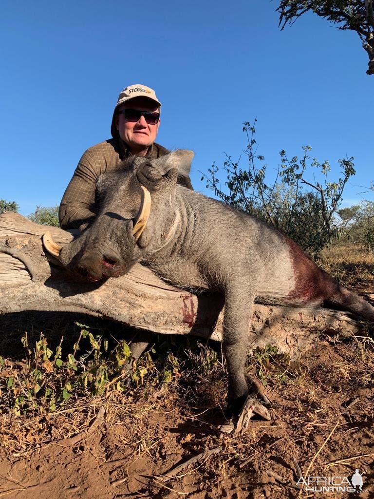 Hunt Warthog in South Africa