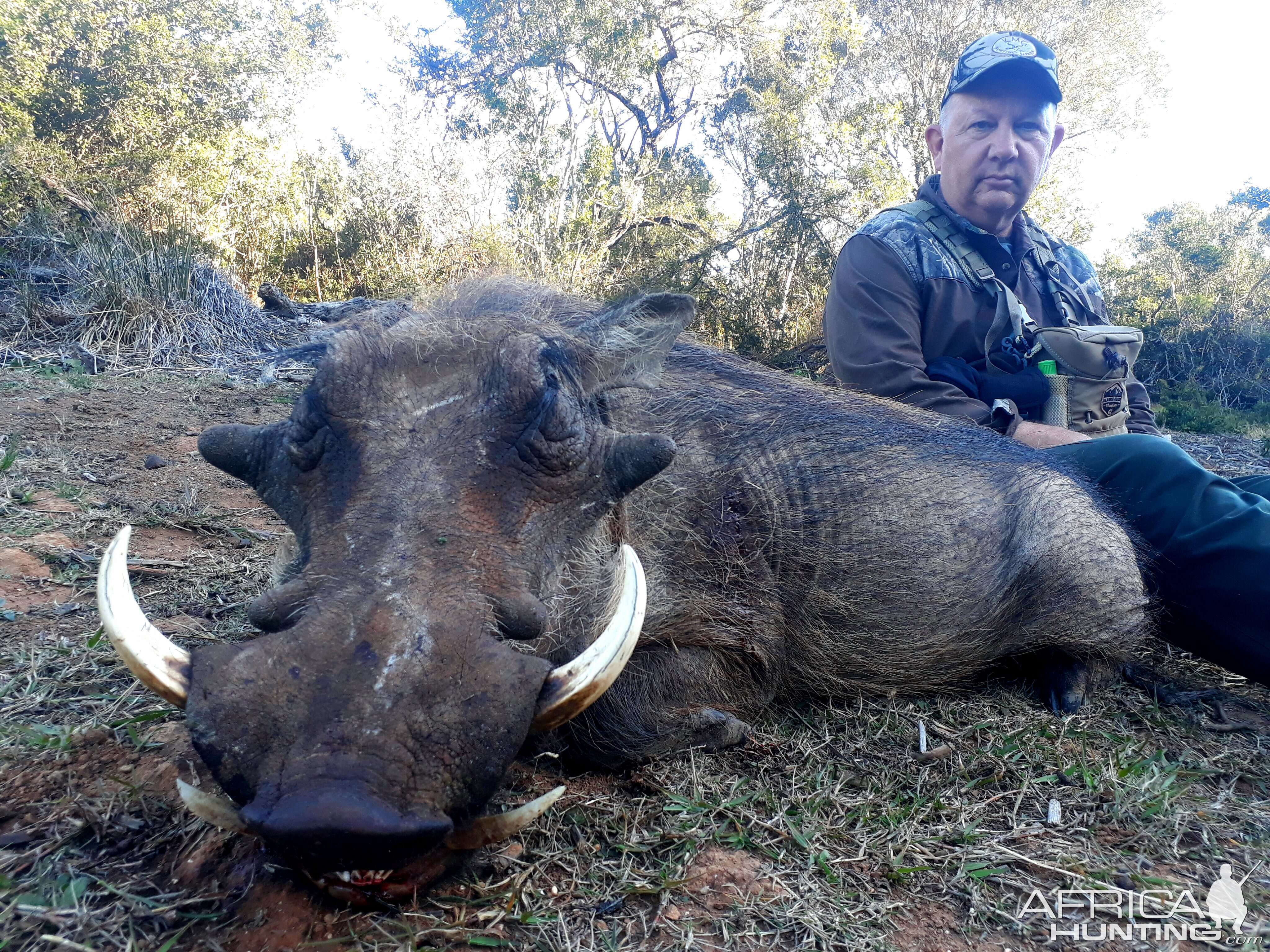 Hunt Warthog in South Africa