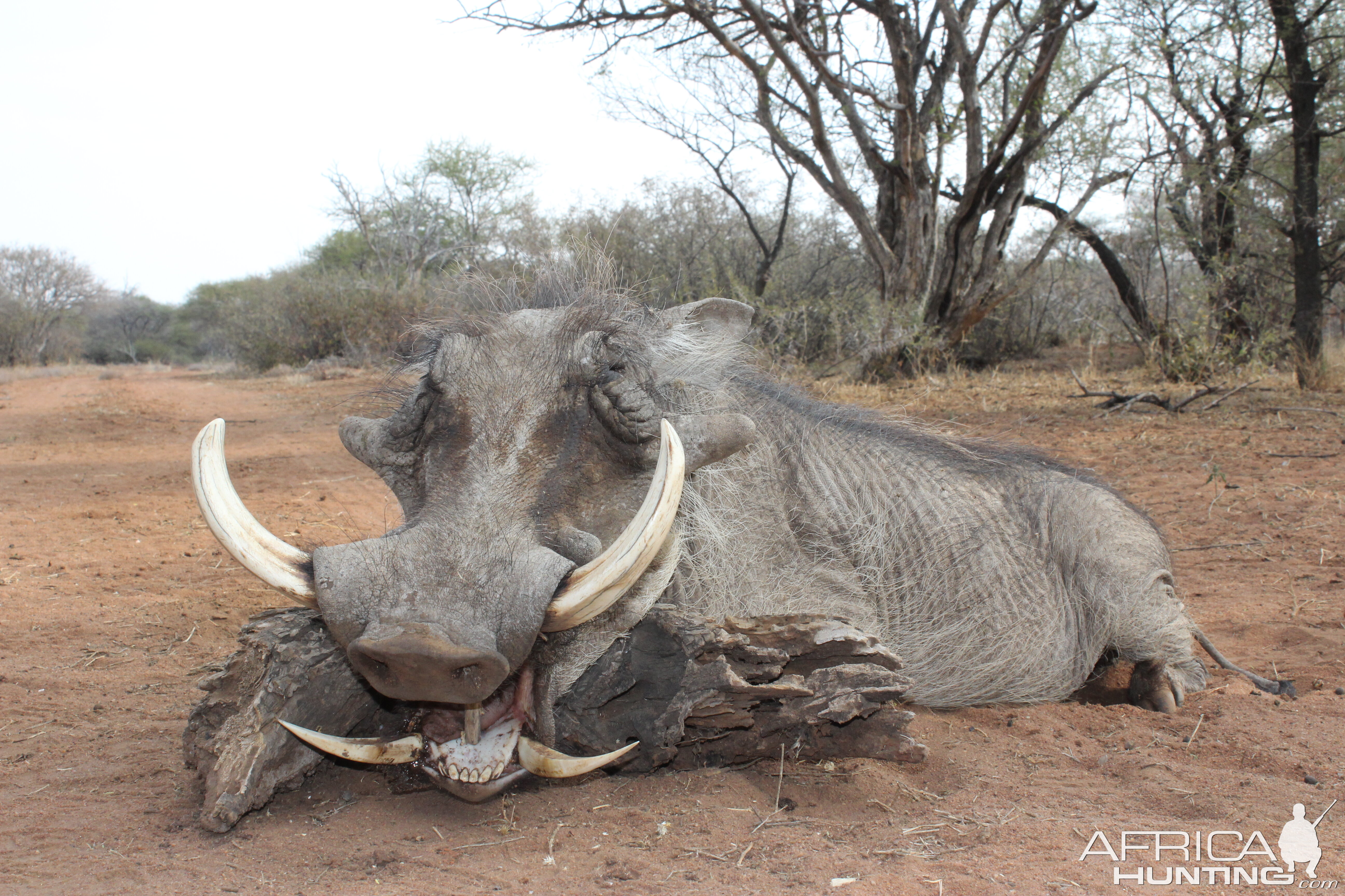 Hunt Warthog in South Africa