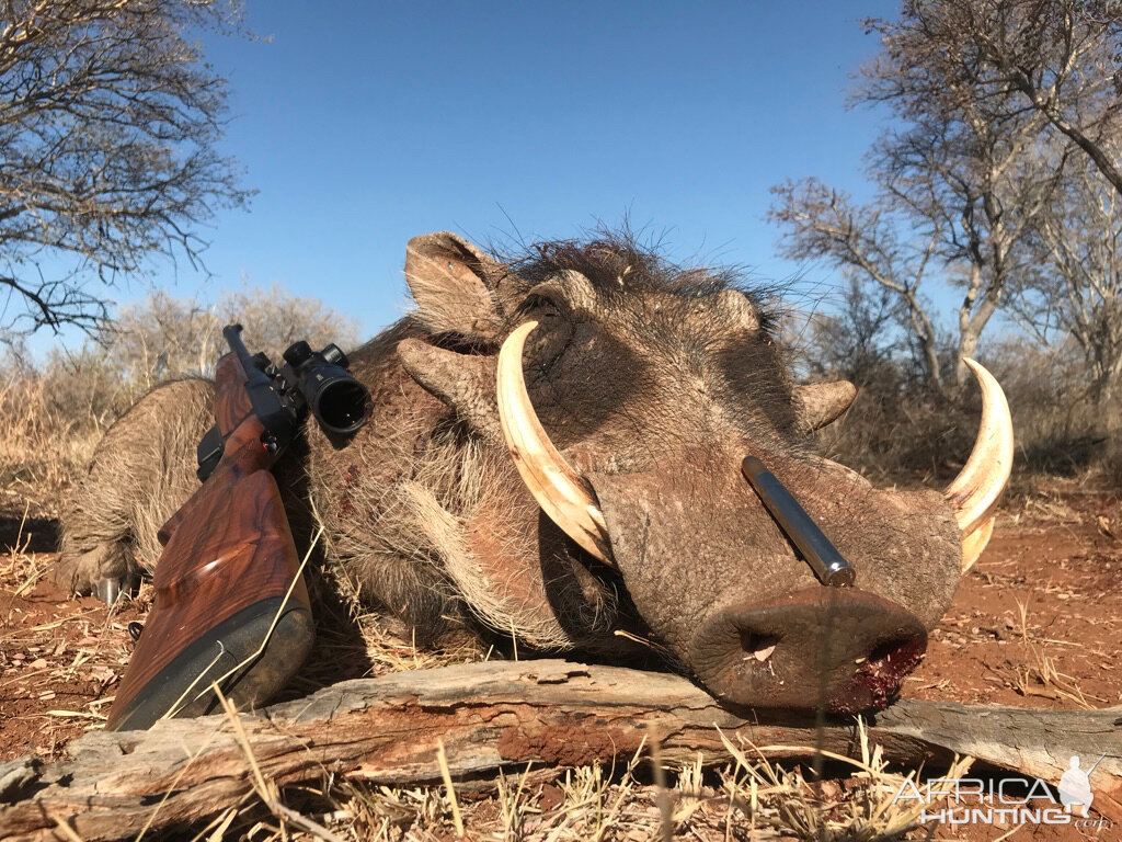 Hunt Warthog in South Africa