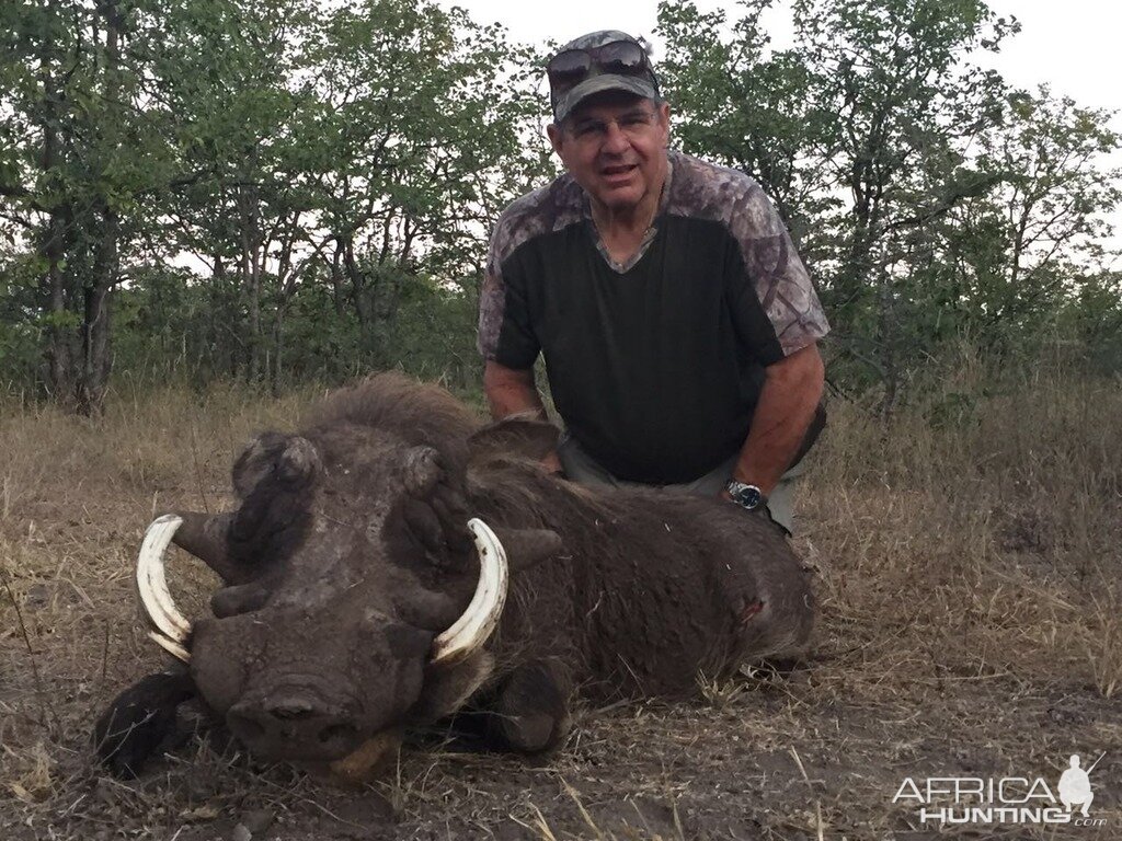 Hunt Warthog Zimbabwe