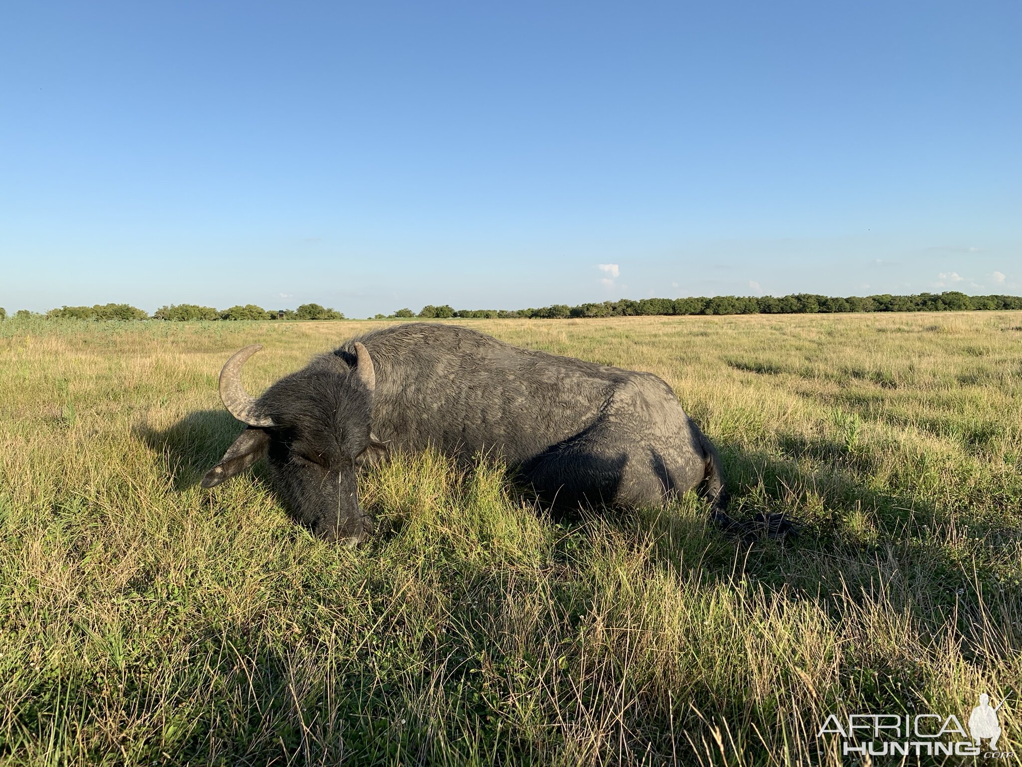 Hunt Water Buffalo in Argentina