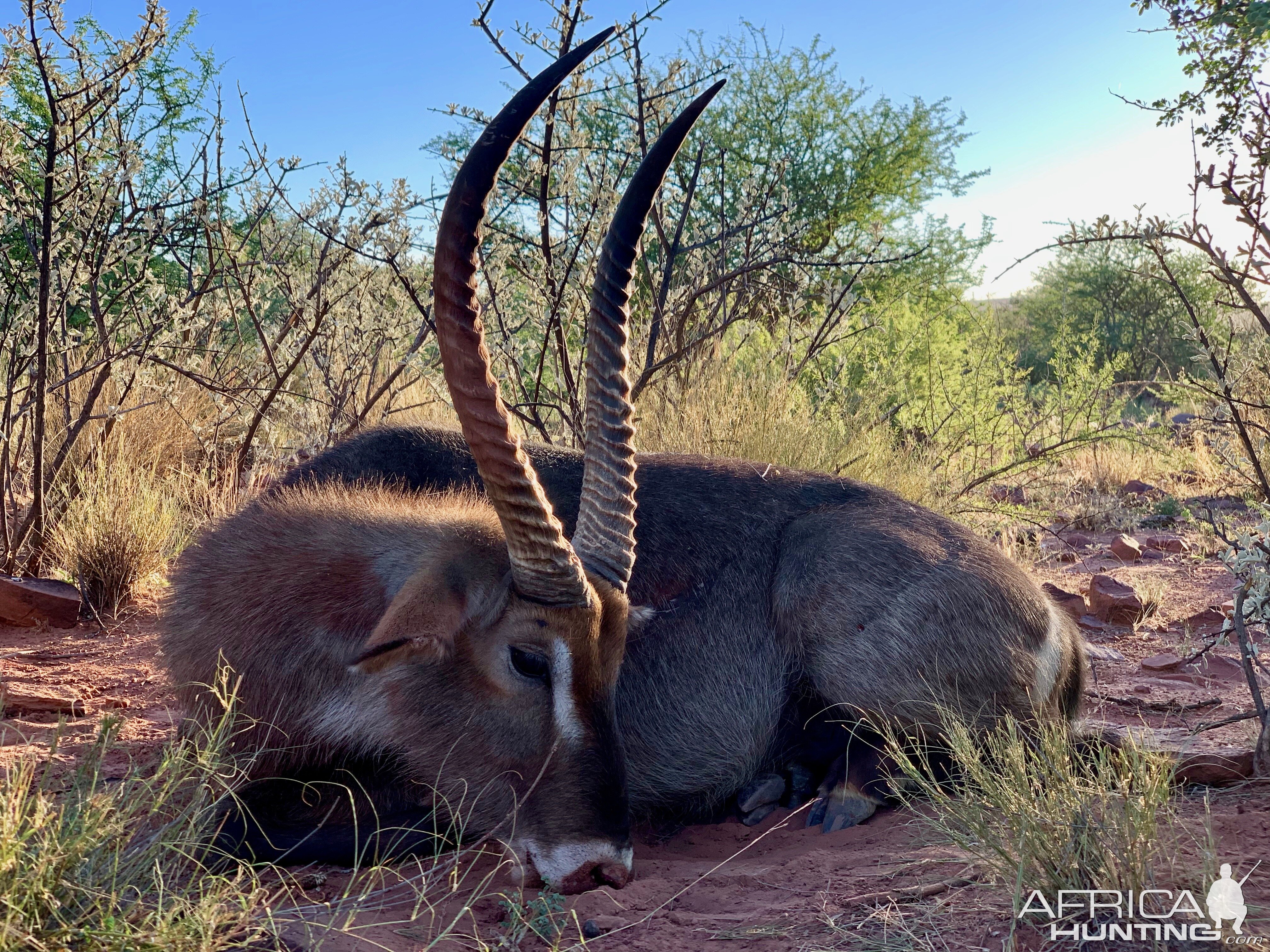 Hunt Waterbuck in Namibia